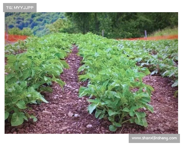 觉醒战宠带来的优势与战斗策略提升探析